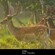 A group of deer in a grassy field in Amsterdam, The Netherlands